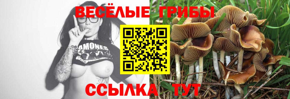 Пугачёв  Галлюциногенные грибы Psilocybine cubensis  Вход с VPN 